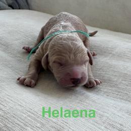 Helaena - Apricot female Goldendoodle puppy in Richmond, Texas from Harper’s Heartbeats