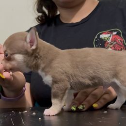 Choco Taco - Chocolate and tan male Chihuahua puppy in Patchogue, New York from Cloudshadow Kennels