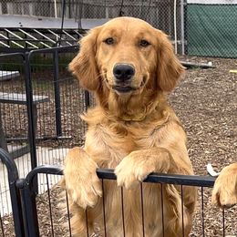 Honey - Golden Retriever