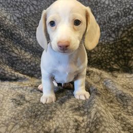 Helena - Cream piebald - Cream female Dachshund puppy in Tower City, Pennsylvania from Stoney Mountain Mini Doxies