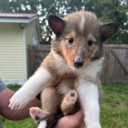 Ms. Clementine - Sable female Collie puppy in Tallahassee, Florida from Lampost Kennels