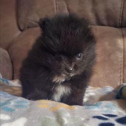 Pomeranian Puppies from Fancy Paws Pomeranian