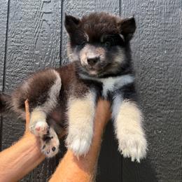 Carrot - Black tan and white female Siberian Husky puppy in Folsom, Louisiana from Geaux Fluffy