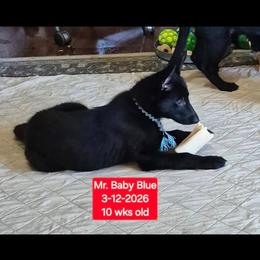Baby blue collar boy - Black male German Shepherd puppy in White Cloud, Michigan from Mcintire German Shepherds