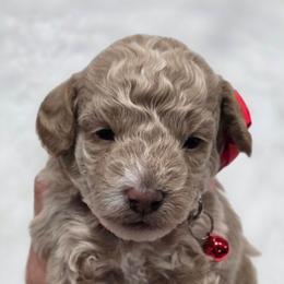 Scrappy - Red  male Goldendoodle puppy in Vernon, Texas from Sugarland's Texas Goldendoodles