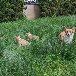 Pembroke Welsh Corgi Puppies from Trapman Corgi's