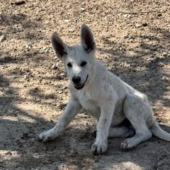 White boy - White male German Shepherd puppy in Pahrump, Nevada from Baca's German Shepherds