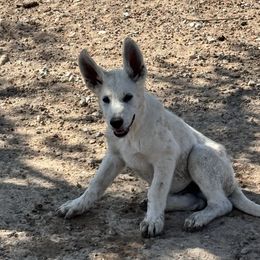 White boy - White male German Shepherd puppy in Pahrump, Nevada from Baca's German Shepherds