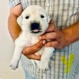 Female Pick 3 - Light golden female Golden Retriever puppy in Litchfield Park, Arizona from Phoenix Golden Retriever & Biewer Terriers