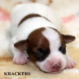 Russell Terrier Puppies from Brightjacks Shortiejacks