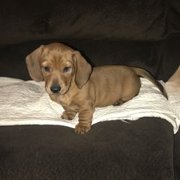 Dachshund Puppies from Alpine Meadow Dachshunds