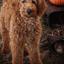 Ivy - Goldendoodle