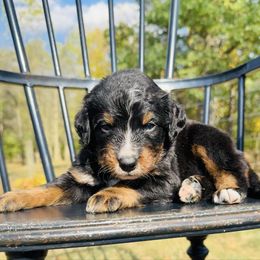 Waltz - Tri-color male Bernedoodle puppy in Bowling Green, Ohio from FDF Pyredoodles & Bernedoodles