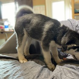 Siberian Husky Puppies from Phresh Pharm Husky Ranch