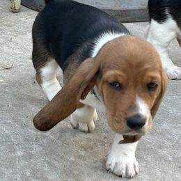 Tucker - Baby blue - Black brown and white male Basset Hound puppy in Meyersdale, Pennsylvania from Susan's Basset Hounds