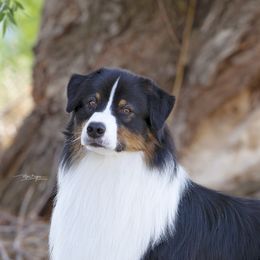 Spade - Australian Shepherd
