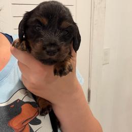 Suzie - Blue and tan female Dachshund puppy in Southwest Ranches, Florida from Breezy Florida Dachshunds