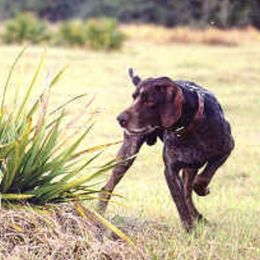 German Shorthaired Pointers from Crosswind Kennel