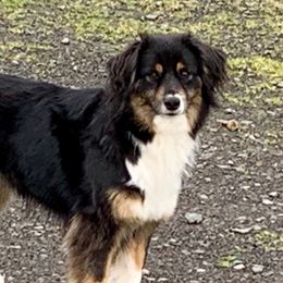 Berry  - Miniature American Shepherd