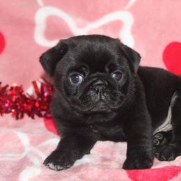 Eclipse - Black male Pug puppy in Tuscola, Illinois from Dream on puppies
