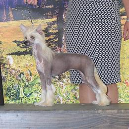 Zaylee - Chinese Crested