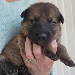 Aqua - Sable female German Shepherd puppy in Harwood, Maryland from Reddington Shepherds