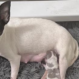 Roo - Chihuahua