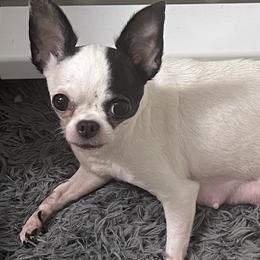 Roo - Chihuahua
