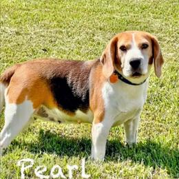 Pearl - Beagle