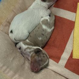 Dachshund puppies from Morton’s Teenie Weenies