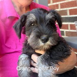 Orange Collar Boy - Black and silver male Miniature Schnauzer puppy in Kansas City, Kansas from Daniel Morlan