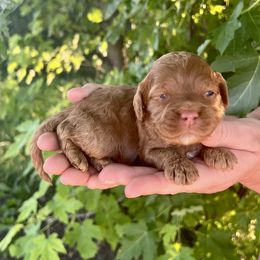Hickory - Red female Cockapoo puppy in Beresford, South Dakota from DAKOTA DOOD RANCH