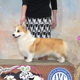 Glory - Pembroke Welsh Corgi