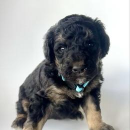 Marina - Phantom female Bernedoodle puppy in Pulaski, Tennessee from Doodle My Heart