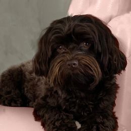 Mocha - Havanese