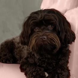Mocha - Havanese