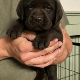 Eliza - Chocolate female Labrador Retriever puppy in Morriston, Florida from Penny Lane Labradors