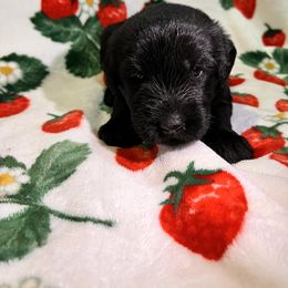 Giant Schnauzer Puppies from Toledo Bend Giants Vom Zitronen