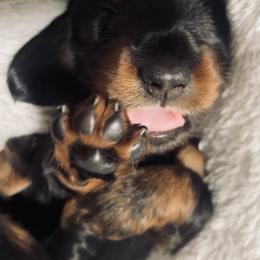 Dachshund Puppies from Devoted Doxies - DLL