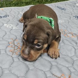 Peanut - Chocolate and tan male Miniature Pinscher puppy in Baton Rouge, Louisiana from Pike's Pups