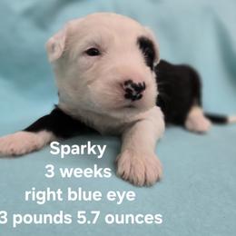 Sparky - Gray and white male Old English Sheepdog puppy in Sutherlin, Oregon from Sapphire Eyes Sheepdogs
