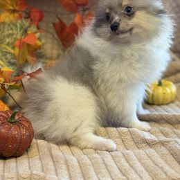 Benny - Blue merle male Pomeranian puppy in California from Savvypomeranians