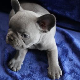 French Bulldog Puppies from R & S Frenchies