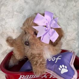 Cheska - Red female Maltipoo puppy in West Jordan, Utah from Mid Sized Maltipoos and More LLC