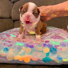 Bluebell or blue collar - Red female Boston Terrier puppy in Goshen, Ohio from Washburns bostons