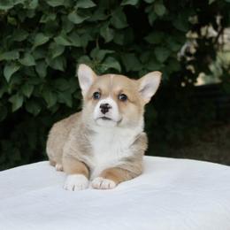 Pembroke Welsh Corgi Puppies from BW Corgis