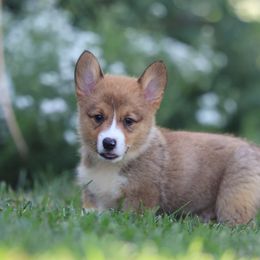 Leo - Red male Pembroke Welsh Corgi puppy in Narvon, Pennsylvania from Corgi Companions