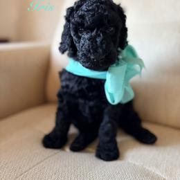 Iris - Black female Poodle puppy in Fishers, Indiana from Grace Haven Poodles