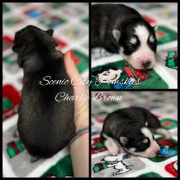 Charlie Brown - Black and white male Pomsky puppy in Rossville, Georgia from Scenic City Pomskies