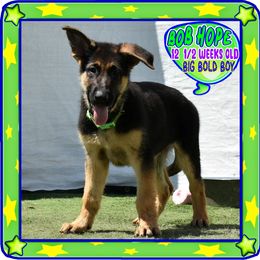 BOB HOPE - Black and red male German Shepherd puppy in Murrieta, California from Diamond Oaks German Shepherds